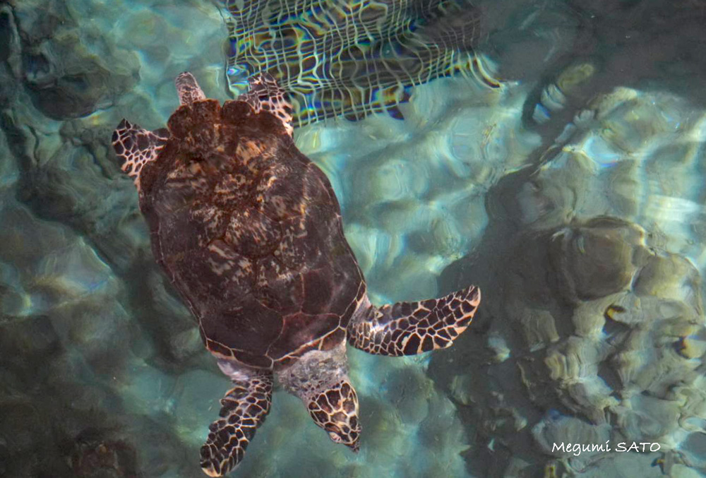 turtle